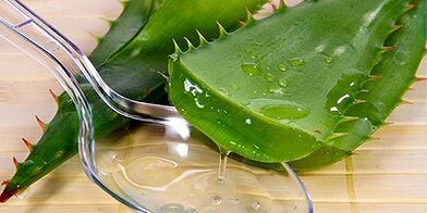 Jugo de aloe para el tratamiento de las varices en las piernas.